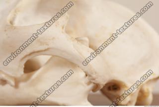 photo reference of skull 0068